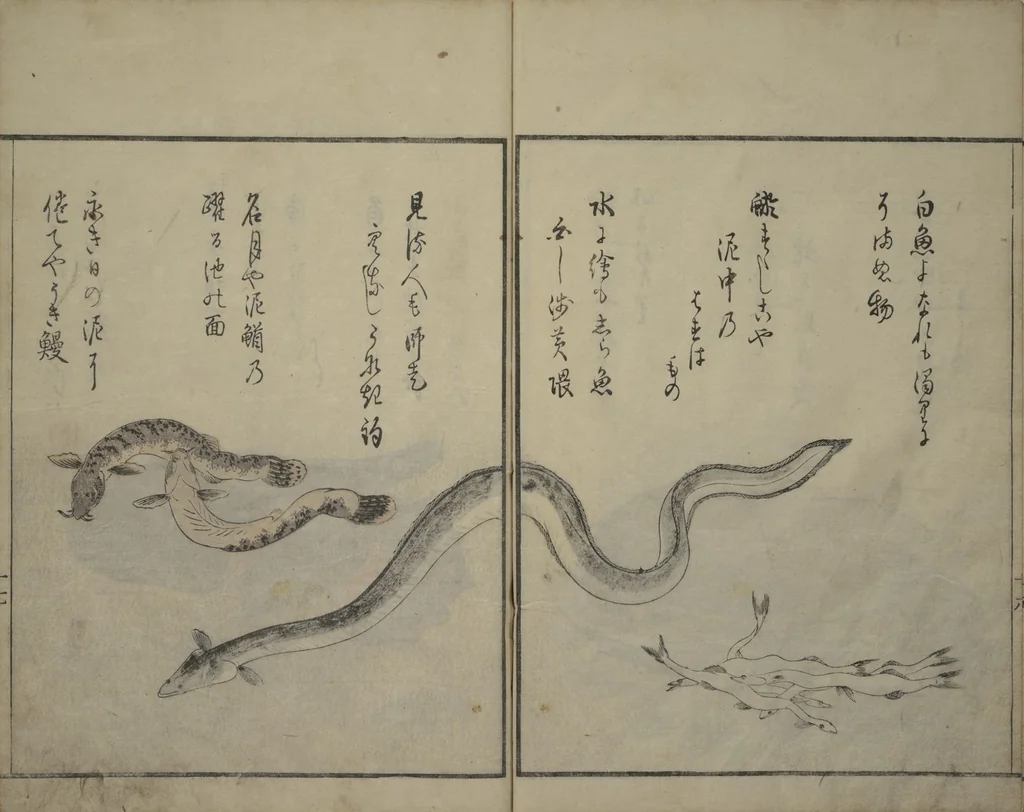 An illustration from The Servants of the Dragon King of the Sea: Fish and Shells (Tatsu no miyatsuko gyokai fu), 1802, leaf 18