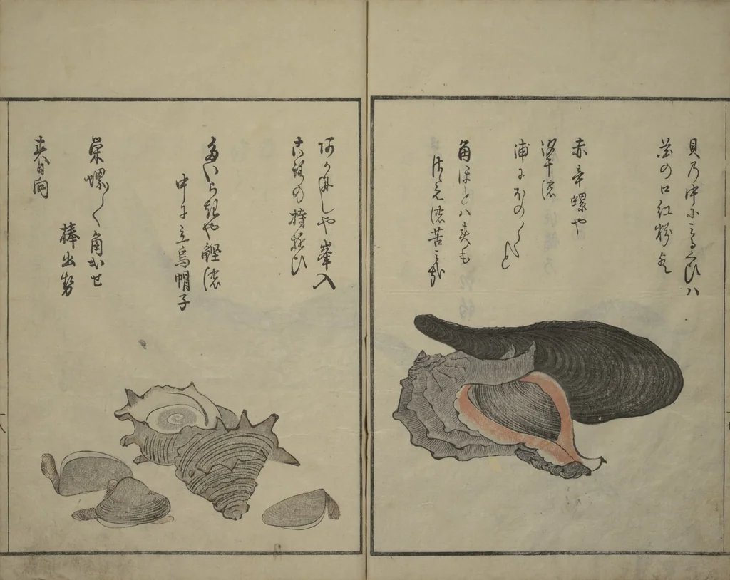 An illustration from The Servants of the Dragon King of the Sea: Fish and Shells (Tatsu no miyatsuko gyokai fu), 1802, leaf 19