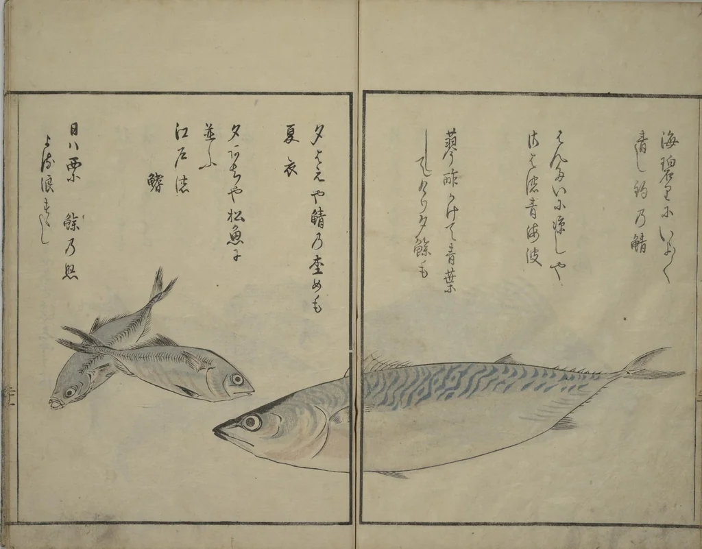 An illustration from The Servants of the Dragon King of the Sea: Fish and Shells (Tatsu no miyatsuko gyokai fu), 1802, leaf 22