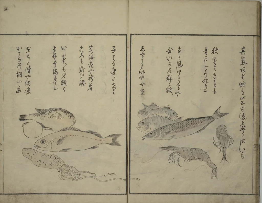 An illustration from The Servants of the Dragon King of the Sea: Fish and Shells (Tatsu no miyatsuko gyokai fu), 1802, leaf 23