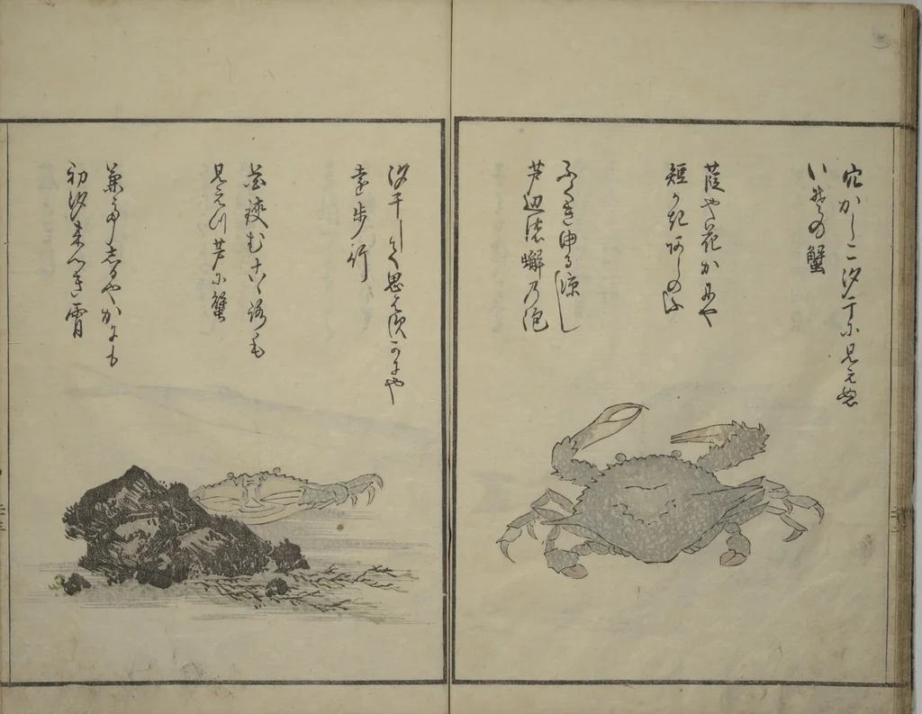 An illustration from The Servants of the Dragon King of the Sea: Fish and Shells (Tatsu no miyatsuko gyokai fu), 1802, leaf 24