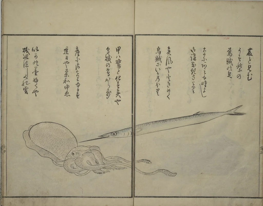 An illustration from The Servants of the Dragon King of the Sea: Fish and Shells (Tatsu no miyatsuko gyokai fu), 1802, leaf 25