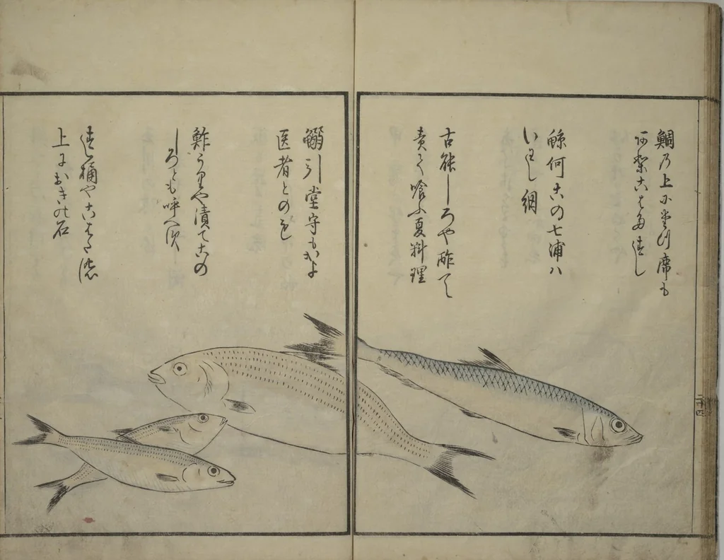 An illustration from The Servants of the Dragon King of the Sea: Fish and Shells (Tatsu no miyatsuko gyokai fu), 1802, leaf 26