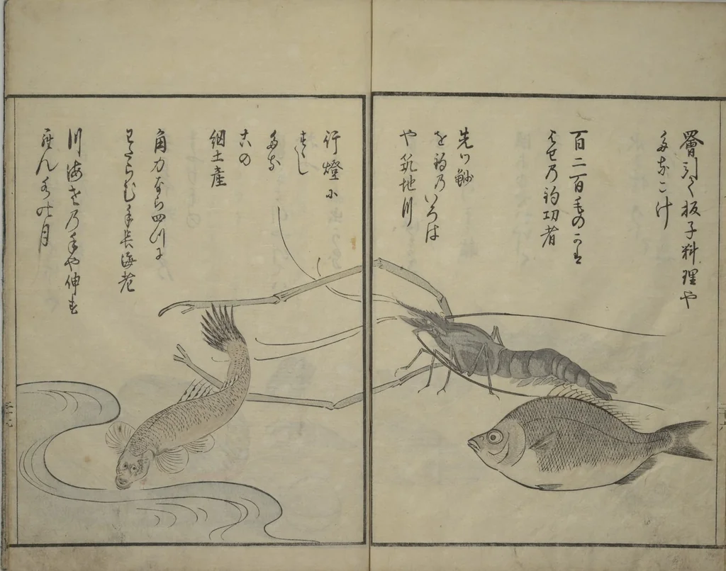 An illustration from The Servants of the Dragon King of the Sea: Fish and Shells (Tatsu no miyatsuko gyokai fu), 1802, leaf 28