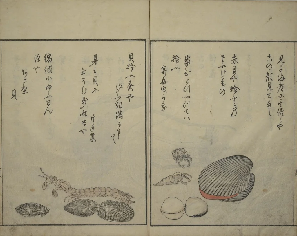 An illustration from The Servants of the Dragon King of the Sea: Fish and Shells (Tatsu no miyatsuko gyokai fu), 1802, leaf 29