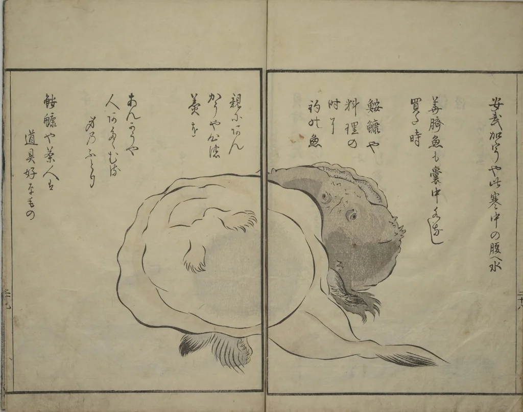 An illustration from The Servants of the Dragon King of the Sea: Fish and Shells (Tatsu no miyatsuko gyokai fu), 1802, leaf 30