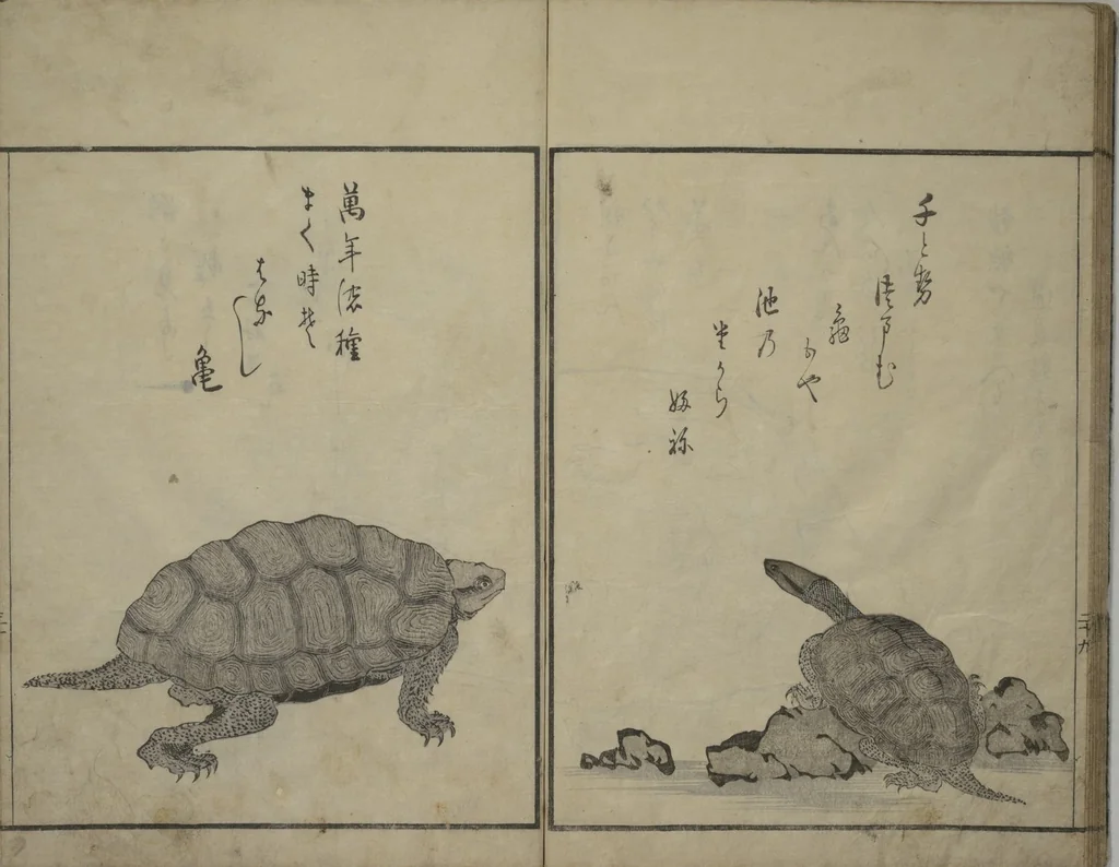 An illustration from The Servants of the Dragon King of the Sea: Fish and Shells (Tatsu no miyatsuko gyokai fu), 1802, leaf 31