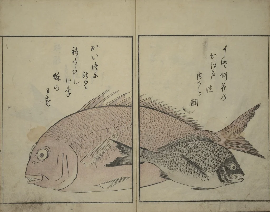 An illustration from The Servants of the Dragon King of the Sea: Fish and Shells (Tatsu no miyatsuko gyokai fu), 1802, leaf 4