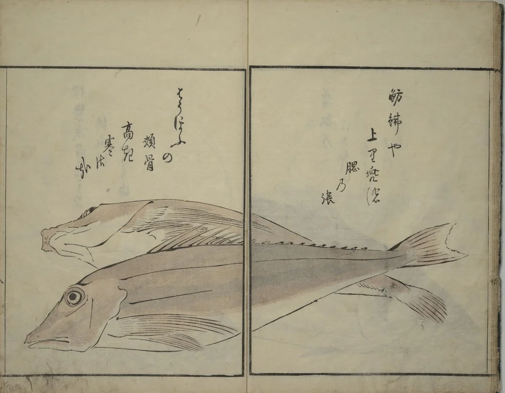 An illustration from The Servants of the Dragon King of the Sea: Fish and Shells (Tatsu no miyatsuko gyokai fu), 1802, leaf 9