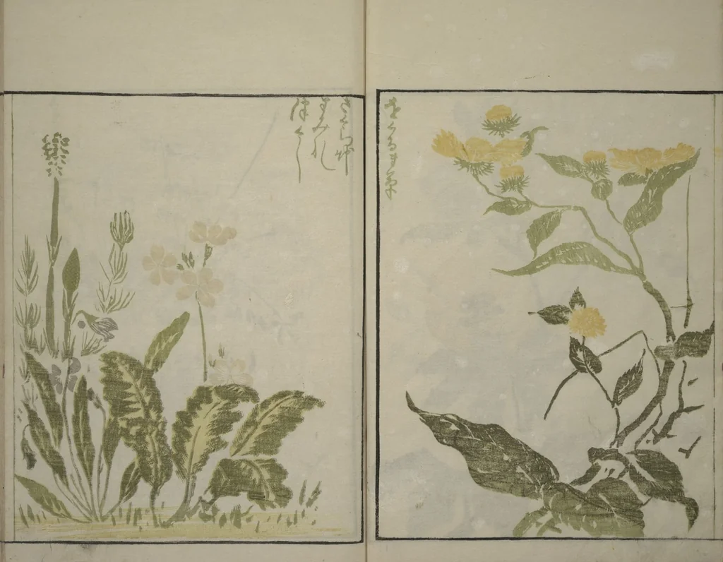 An illustration from How to Draw Plants and Flowers Simply (Sōka ryakugashiki), 1813, leaf 19
