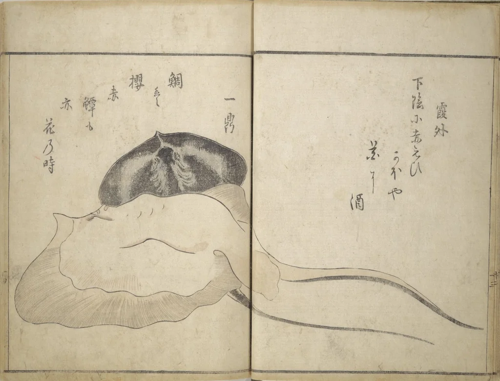 An illustration from The Servants of the Dragon King of the Sea: Fish and Shells (Tatsu no miyatsuko gyokai fu), 1802, leaf 17