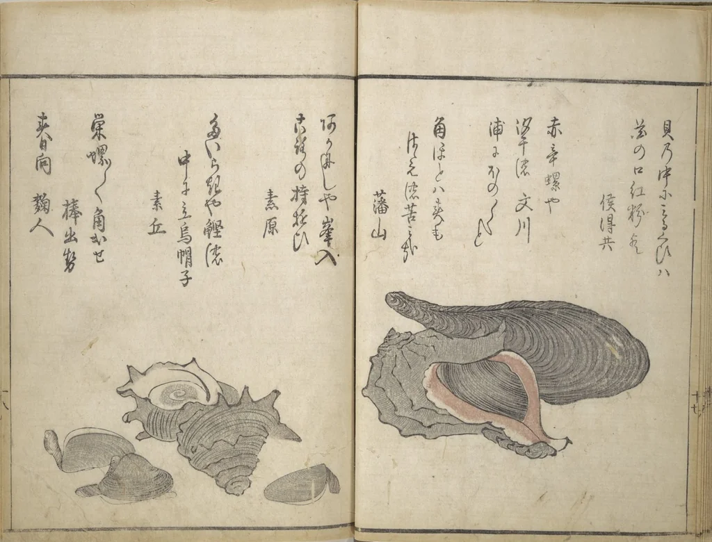 An illustration from The Servants of the Dragon King of the Sea: Fish and Shells (Tatsu no miyatsuko gyokai fu), 1802, leaf 21