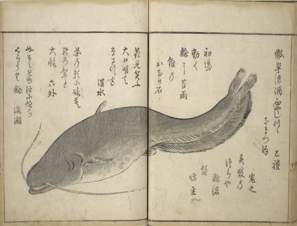 An illustration from The Servants of the Dragon King of the Sea: Fish and Shells (Tatsu no miyatsuko gyokai fu), 1802, leaf 22