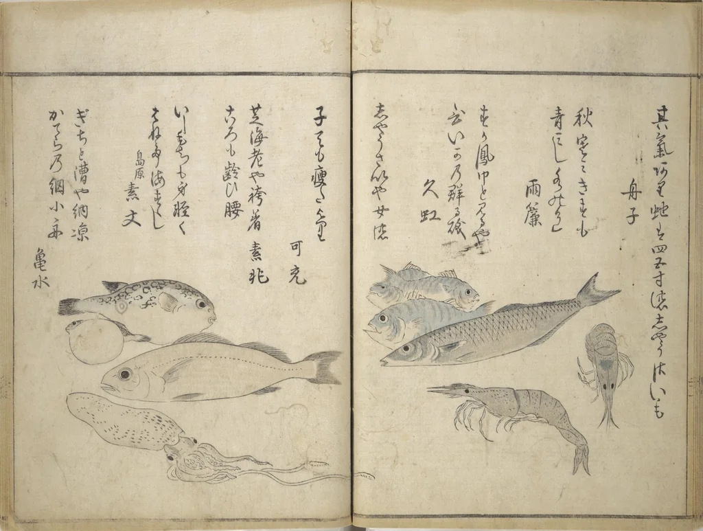 An illustration from The Servants of the Dragon King of the Sea: Fish and Shells (Tatsu no miyatsuko gyokai fu), 1802, leaf 25