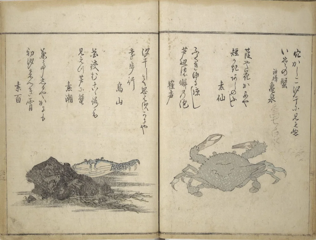 An illustration from The Servants of the Dragon King of the Sea: Fish and Shells (Tatsu no miyatsuko gyokai fu), 1802, leaf 26