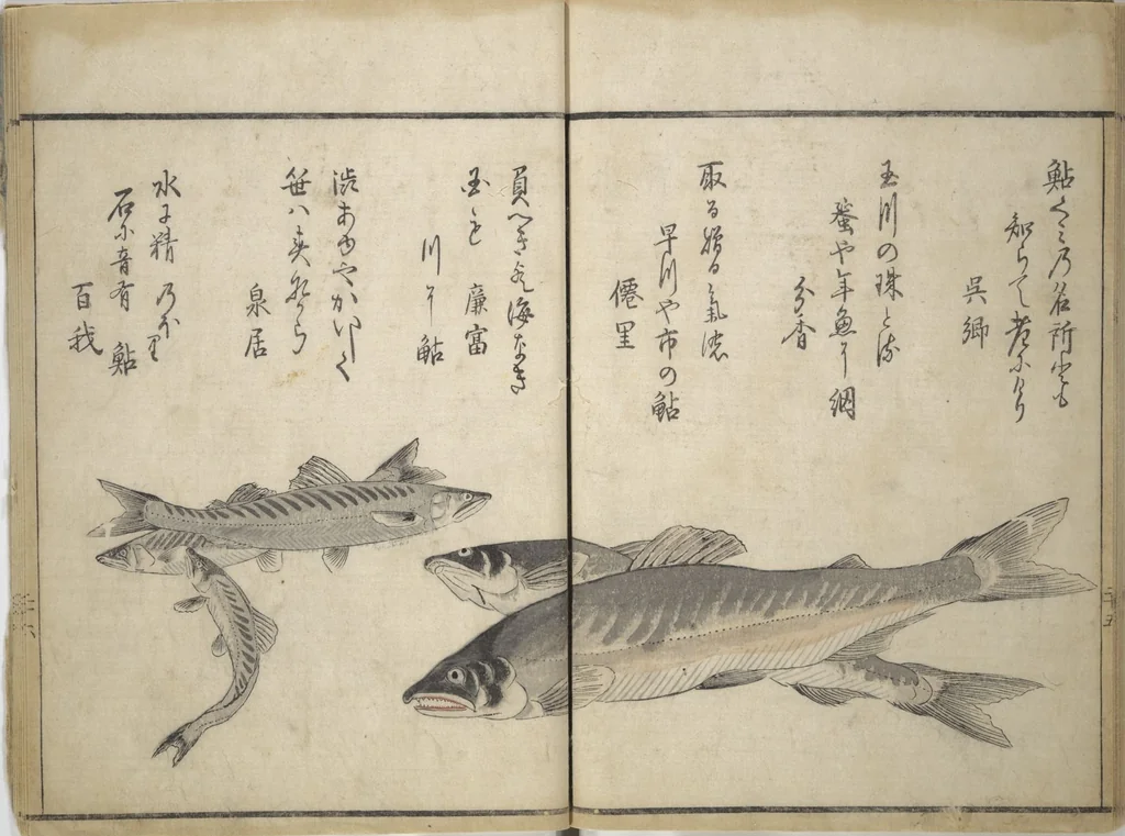 An illustration from The Servants of the Dragon King of the Sea: Fish and Shells (Tatsu no miyatsuko gyokai fu), 1802, leaf 29