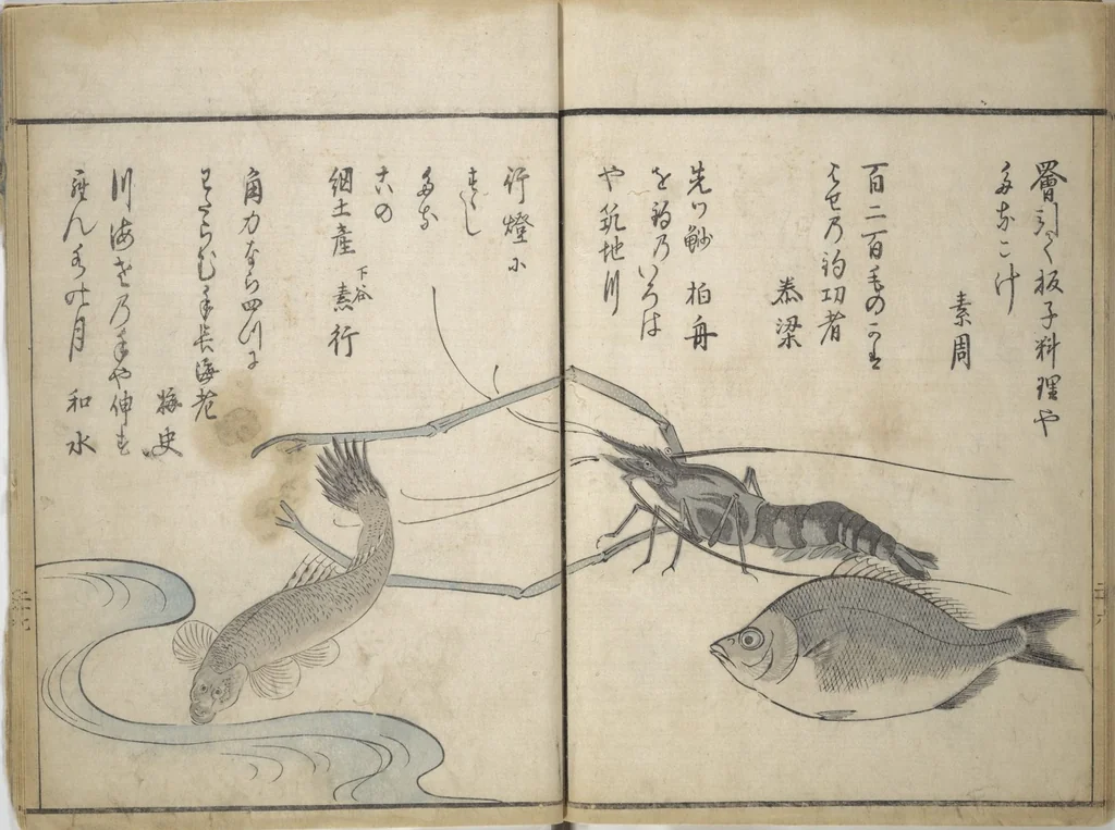 An illustration from The Servants of the Dragon King of the Sea: Fish and Shells (Tatsu no miyatsuko gyokai fu), 1802, leaf 30
