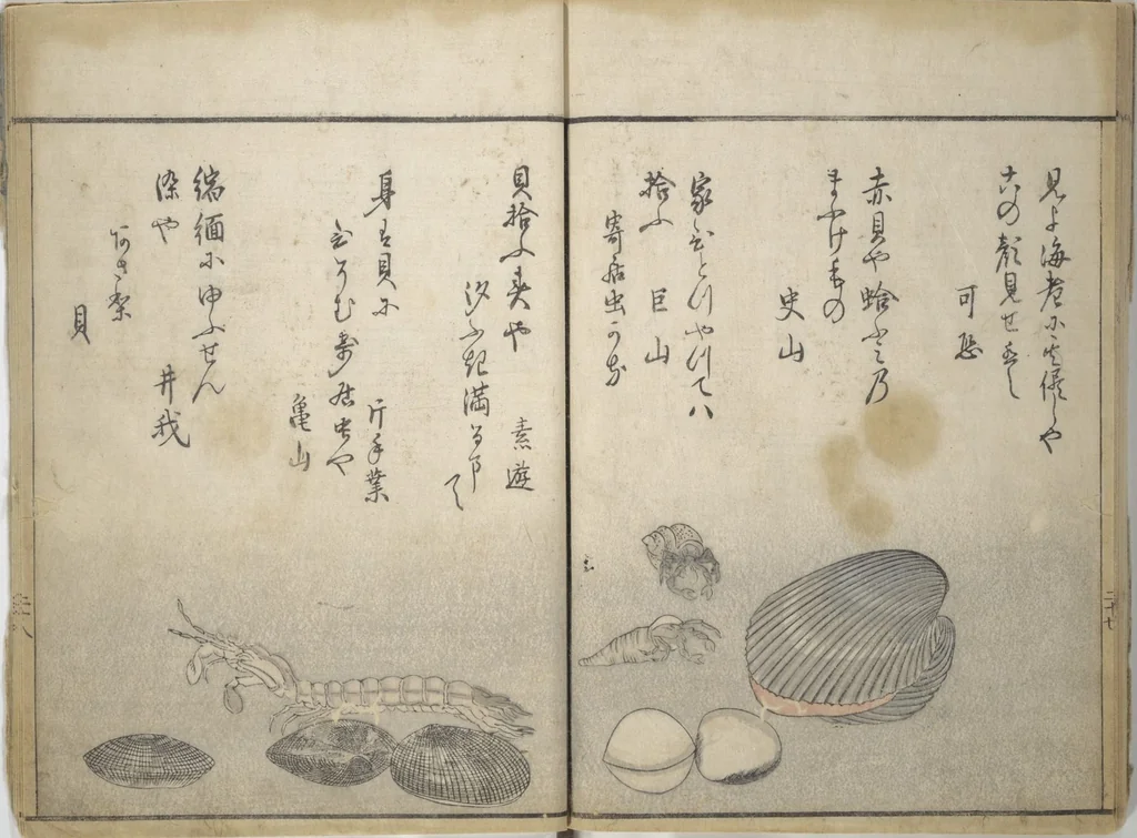 An illustration from The Servants of the Dragon King of the Sea: Fish and Shells (Tatsu no miyatsuko gyokai fu), 1802, leaf 31