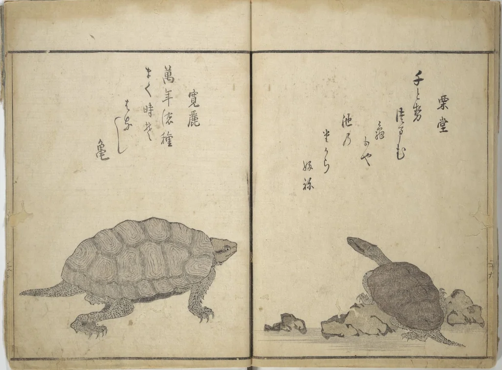 An illustration from The Servants of the Dragon King of the Sea: Fish and Shells (Tatsu no miyatsuko gyokai fu), 1802, leaf 33