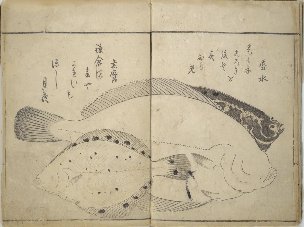 An illustration from The Servants of the Dragon King of the Sea: Fish and Shells (Tatsu no miyatsuko gyokai fu), 1802, leaf 8