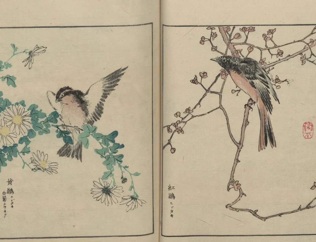 An illustration from Picture Album of Various Birds (Shūchō gafu 聚鳥畫譜), 1885, leaf 10