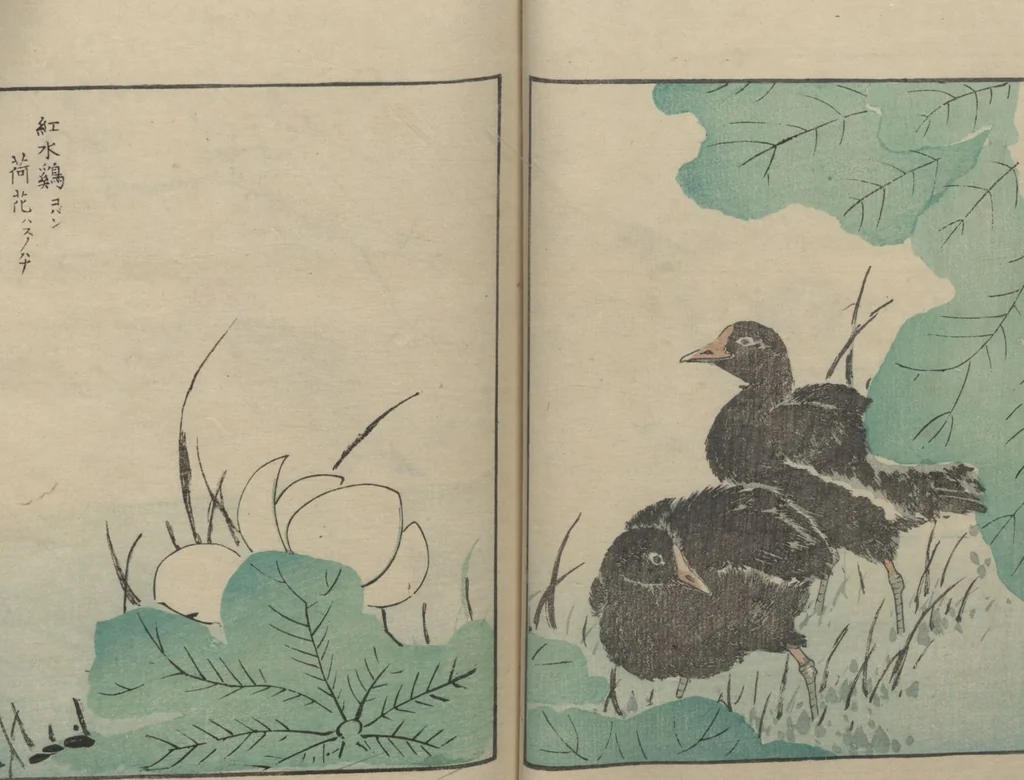 An illustration from Picture Album of Various Birds (Shūchō gafu 聚鳥畫譜), 1885, leaf 11