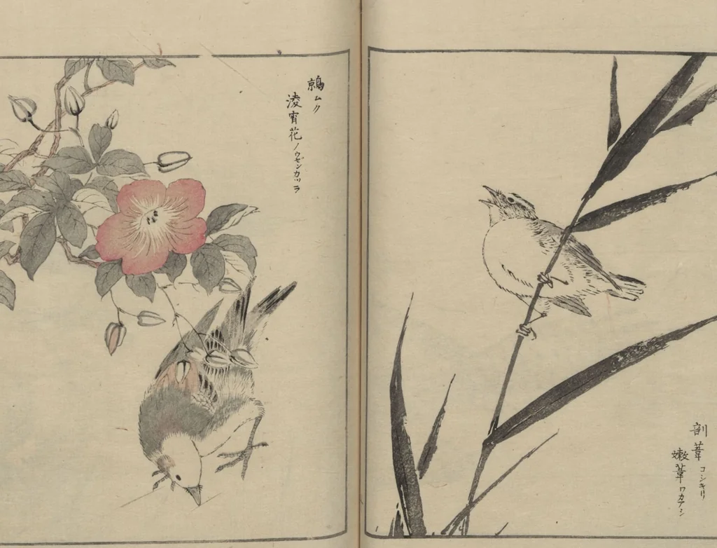 An illustration from Picture Album of Various Birds (Shūchō gafu 聚鳥畫譜), 1885, leaf 13