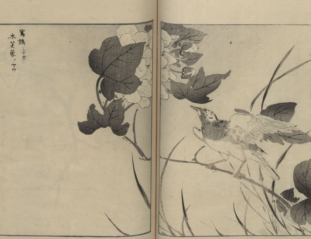 An illustration from Picture Album of Various Birds (Shūchō gafu 聚鳥畫譜), 1885, leaf 14