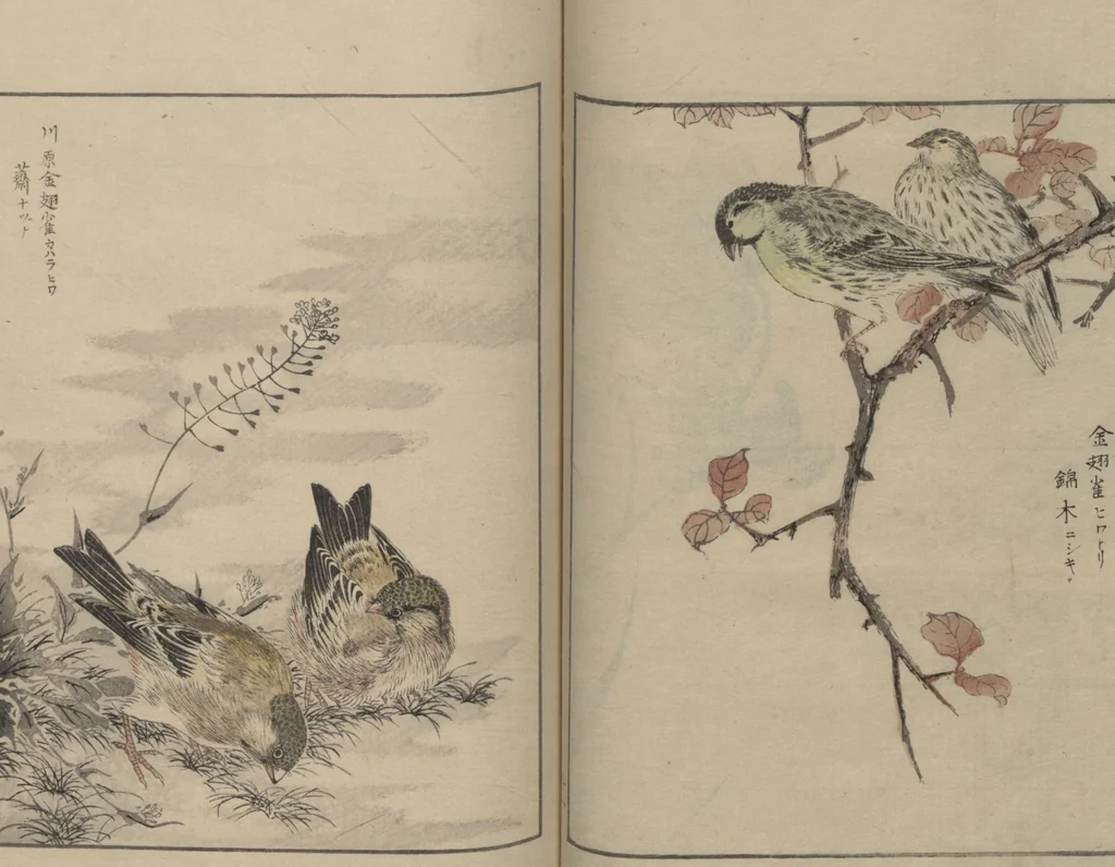 An illustration from Picture Album of Various Birds (Shūchō gafu 聚鳥畫譜), 1885, leaf 15