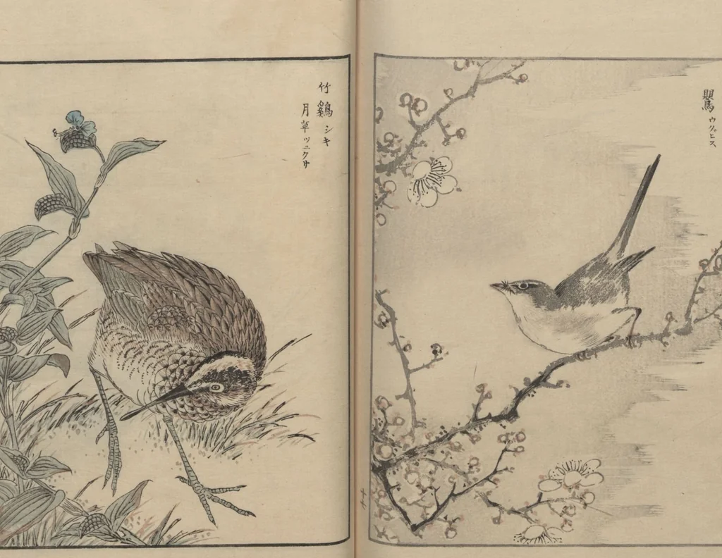 An illustration from Picture Album of Various Birds (Shūchō gafu 聚鳥畫譜), 1885, leaf 19