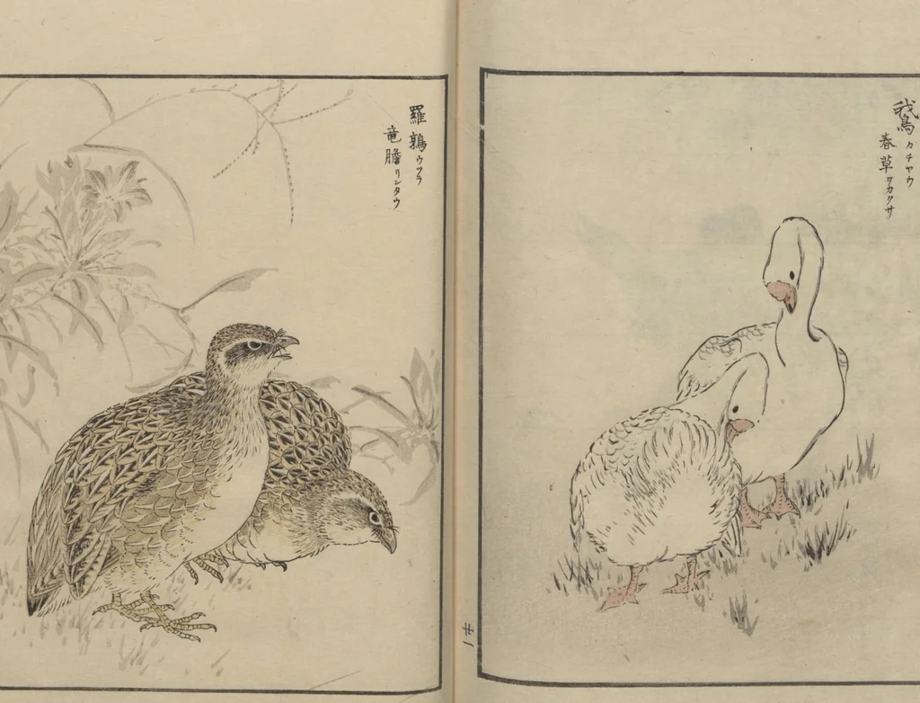 An illustration from Picture Album of Various Birds (Shūchō gafu 聚鳥畫譜), 1885, leaf 23