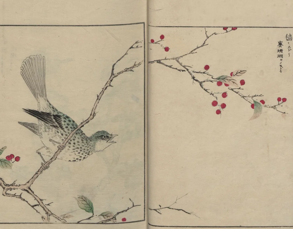 An illustration from Picture Album of Various Birds (Shūchō gafu 聚鳥畫譜), 1885, leaf 4