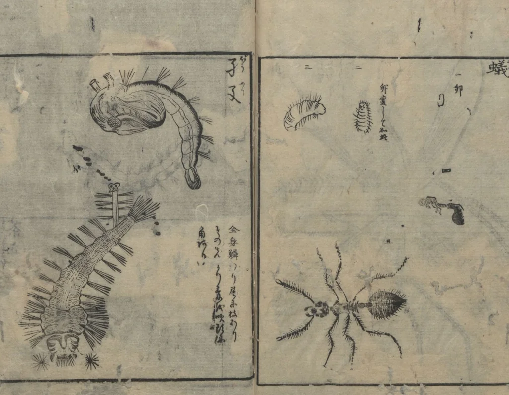 An illustration from Chats on Novelties of Foreign Lands (Kōmōzatsuwa 紅毛雑話) : [volume 3], 1787, leaf 22