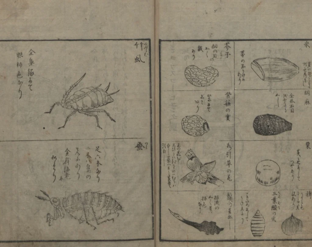 An illustration from Chats on Novelties of Foreign Lands (Kōmōzatsuwa 紅毛雑話), 1796, leaf 63