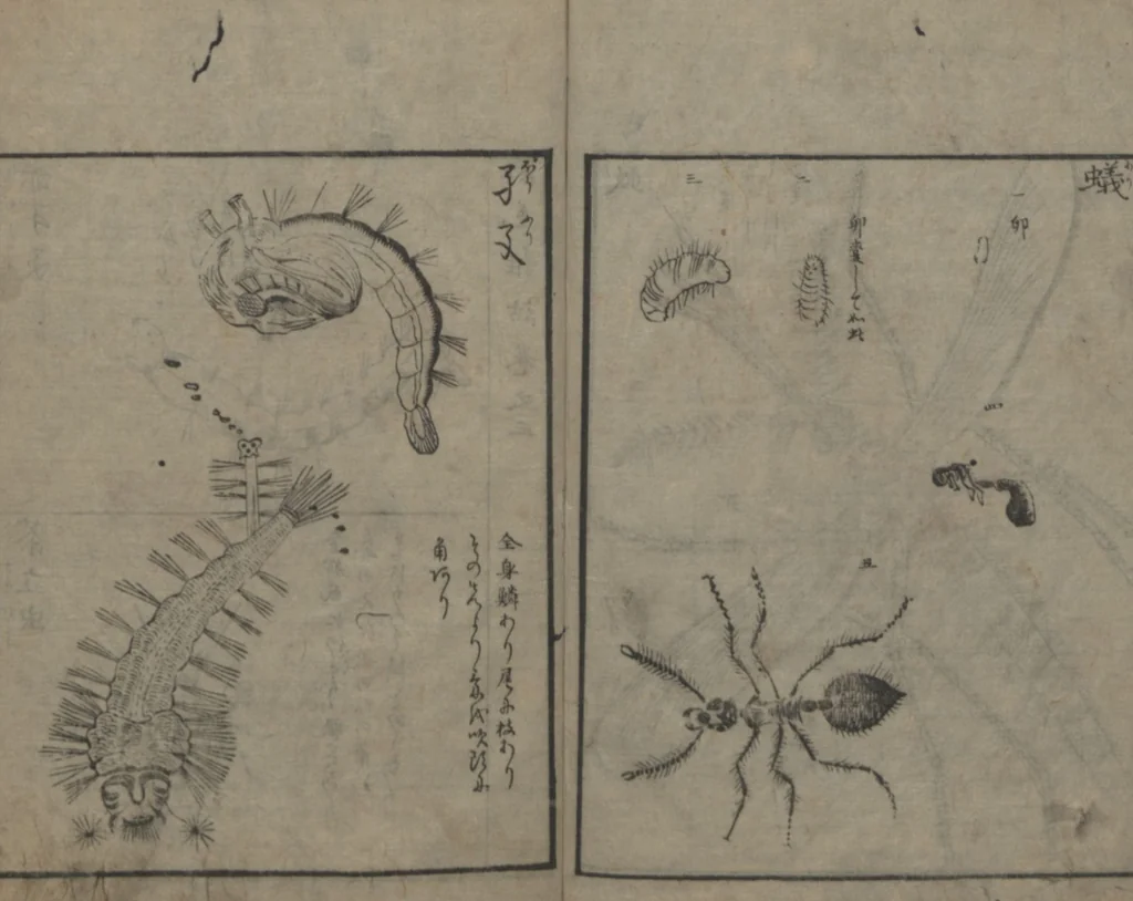 An illustration from Chats on Novelties of Foreign Lands (Kōmōzatsuwa 紅毛雑話), 1796, leaf 66