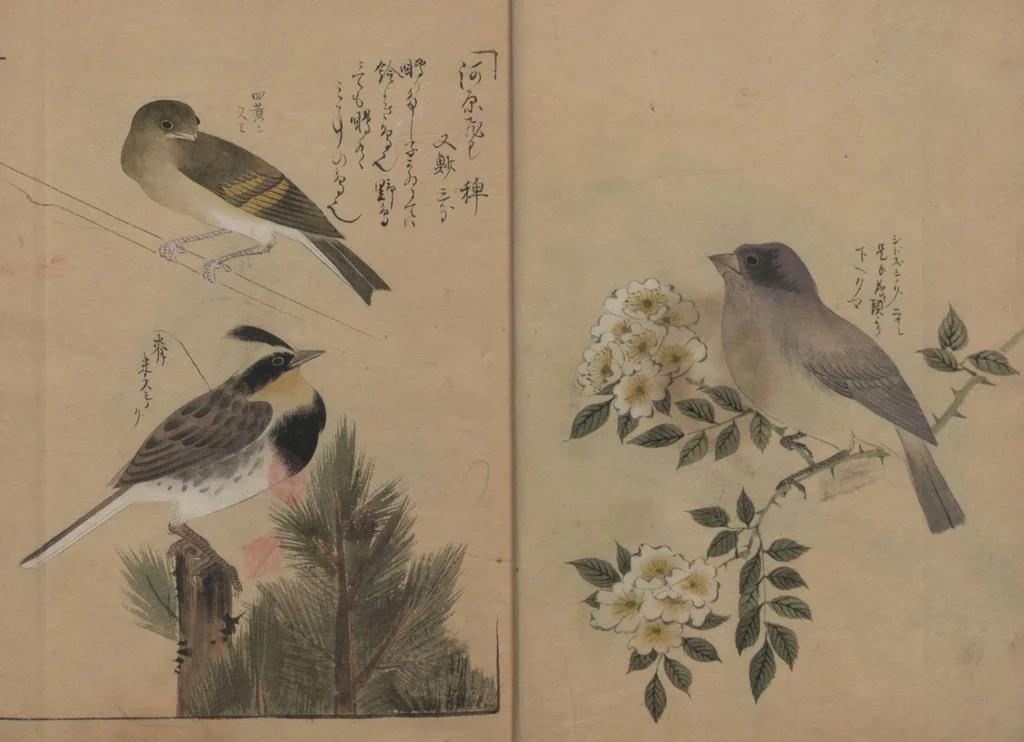 An illustration from A Compendium of Small Birds (Kotori rui shū 小鳥類集), 1836, leaf 10