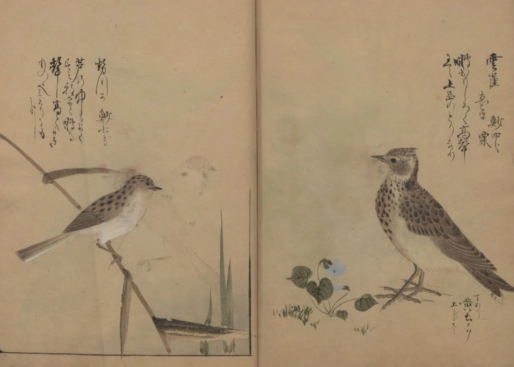 An illustration from A Compendium of Small Birds (Kotori rui shū 小鳥類集), 1836, leaf 12