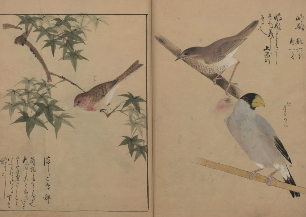 An illustration from A Compendium of Small Birds (Kotori rui shū 小鳥類集), 1836, leaf 13