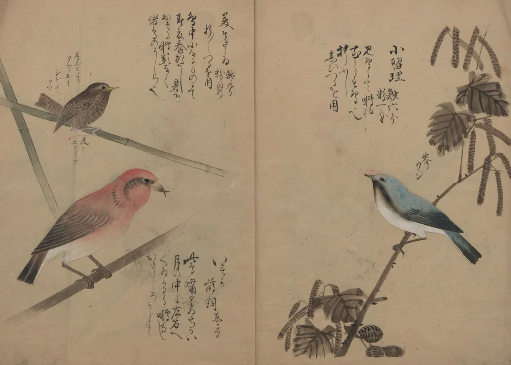 An illustration from A Compendium of Small Birds (Kotori rui shū 小鳥類集), 1836, leaf 4