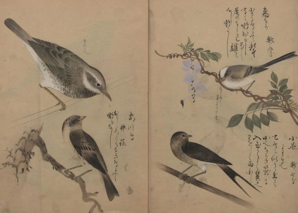 An illustration from A Compendium of Small Birds (Kotori rui shū 小鳥類集), 1836, leaf 5