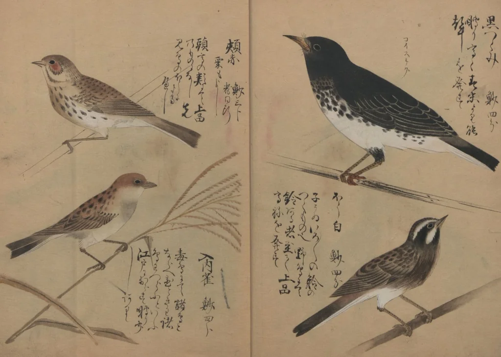 An illustration from A Compendium of Small Birds (Kotori rui shū 小鳥類集), 1836, leaf 6