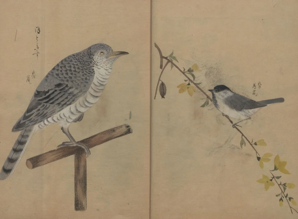 An illustration from A Compendium of Small Birds (Kotori rui shū 小鳥類集), 1836, leaf 9