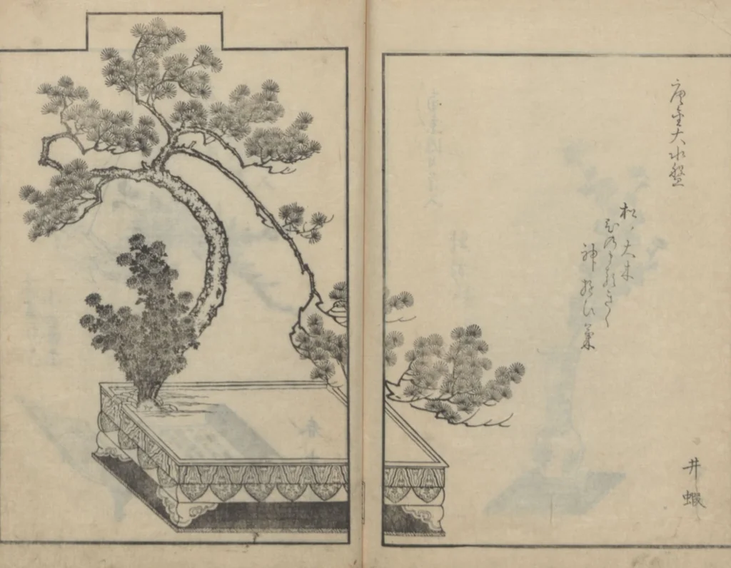 An illustration from A Book on Flower Arrangement: Hare's-Foot Fern (Shinobugusa 思乃父魚砂) : [volume 3], 1822, leaf 27