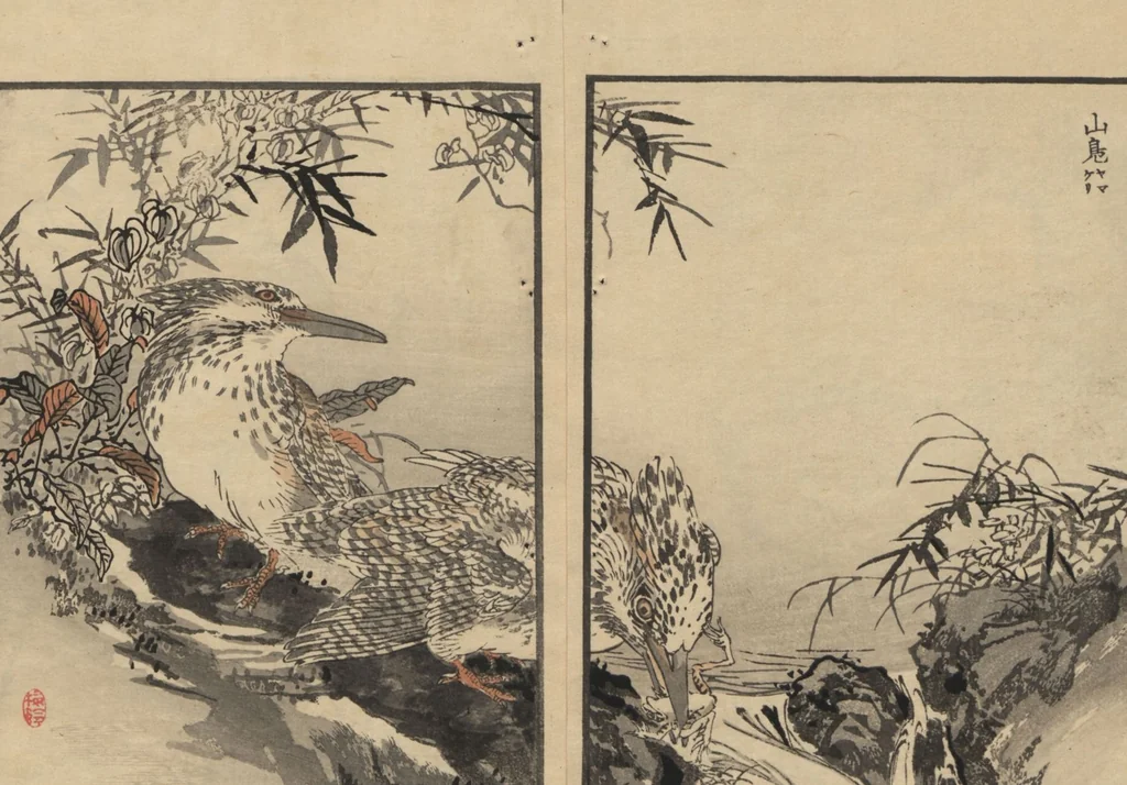 An illustration from Bairei Picture Album of One Hundred Birds (Bairei hyakuchō gafu 楳嶺百鳥畫譜) : [volume 1], 1884, leaf 10