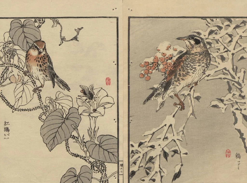 An illustration from Bairei Picture Album of One Hundred Birds (Bairei hyakuchō gafu 楳嶺百鳥畫譜) : [volume 1], 1884, leaf 11