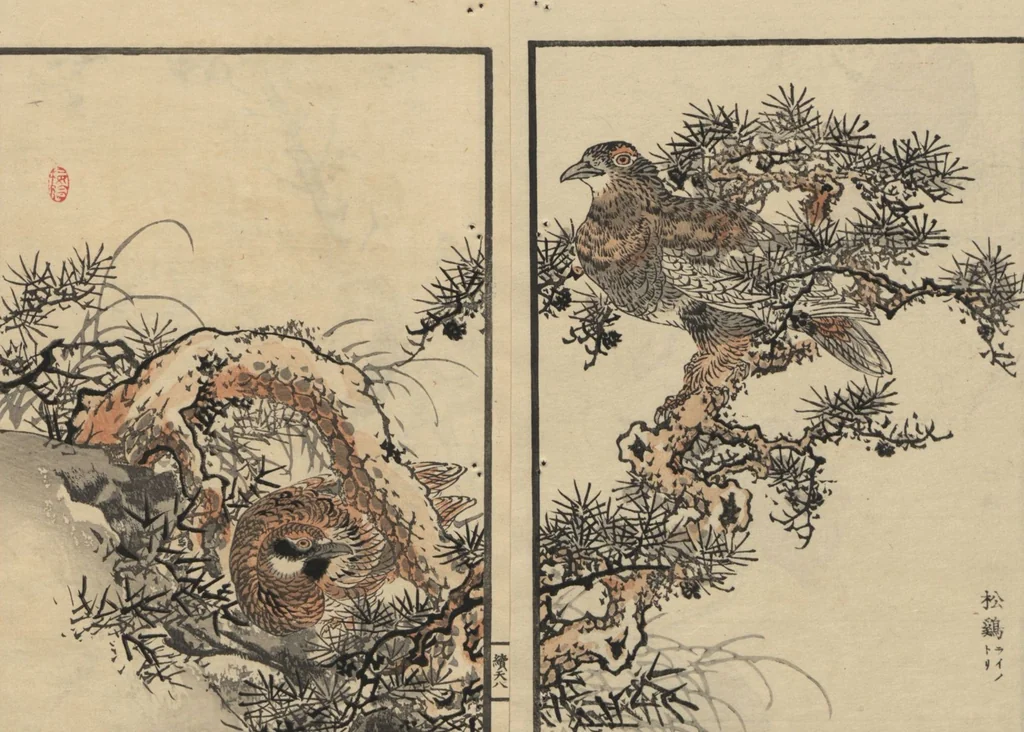 An illustration from Bairei Picture Album of One Hundred Birds (Bairei hyakuchō gafu 楳嶺百鳥畫譜) : [volume 1], 1884, leaf 12