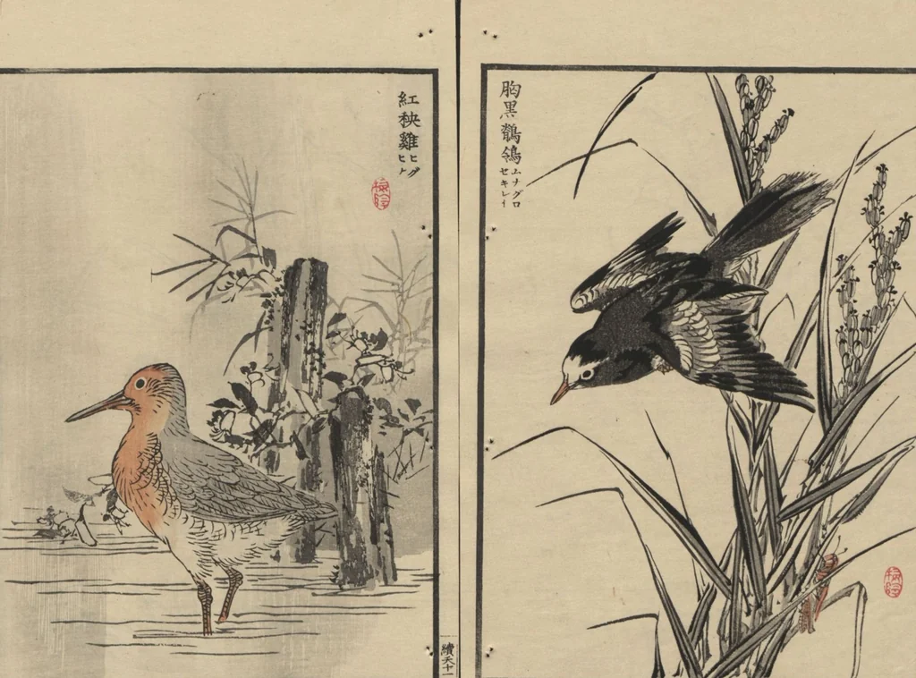 An illustration from Bairei Picture Album of One Hundred Birds (Bairei hyakuchō gafu 楳嶺百鳥畫譜) : [volume 1], 1884, leaf 15