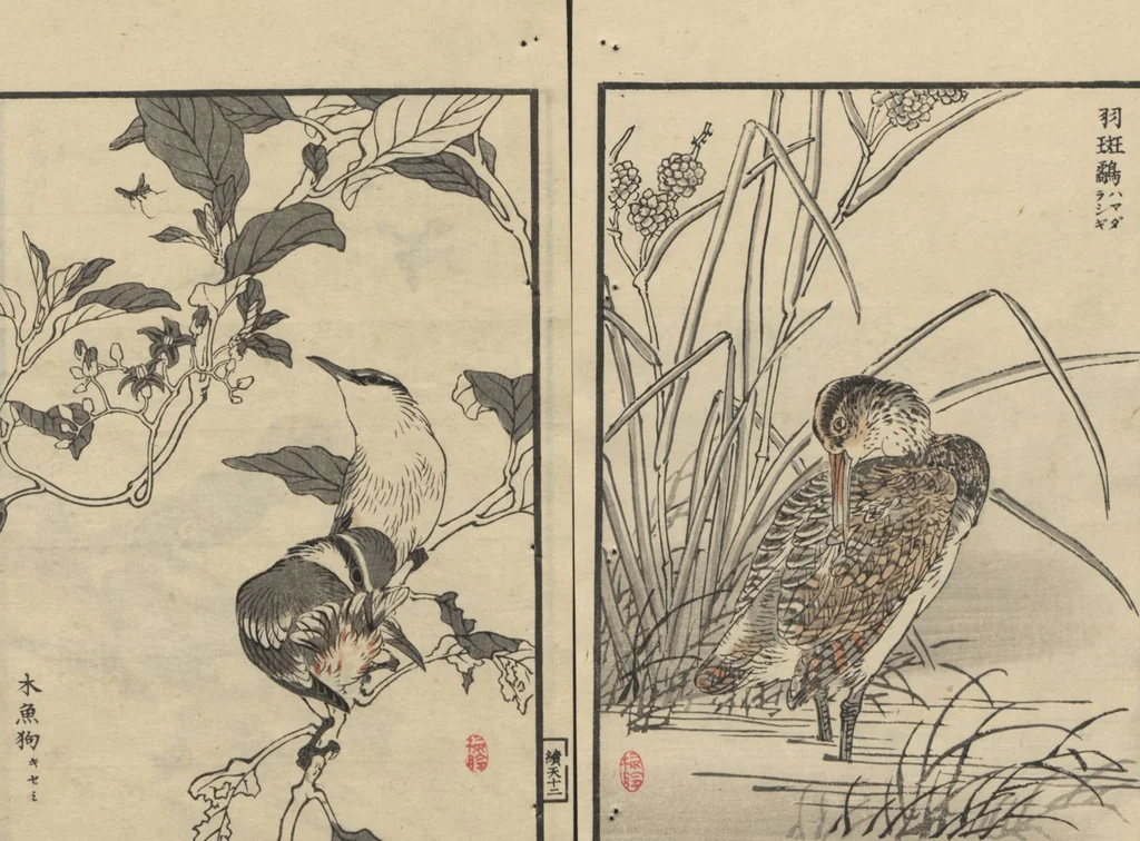 An illustration from Bairei Picture Album of One Hundred Birds (Bairei hyakuchō gafu 楳嶺百鳥畫譜) : [volume 1], 1884, leaf 16