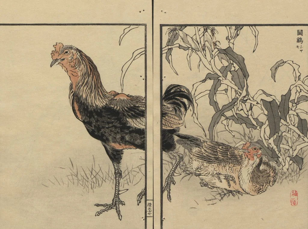 An illustration from Bairei Picture Album of One Hundred Birds (Bairei hyakuchō gafu 楳嶺百鳥畫譜) : [volume 1], 1884, leaf 21