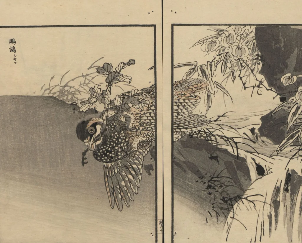 An illustration from Bairei Picture Album of One Hundred Birds (Bairei hyakuchō gafu 楳嶺百鳥畫譜) : [volume 1], 1884, leaf 24